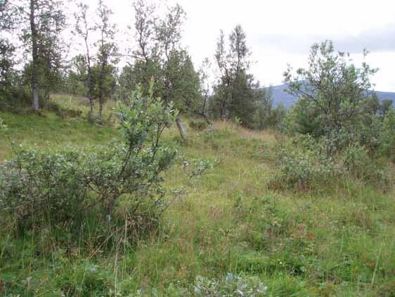 Lok. nr. 54 Granasjøen øst: Refshussætra sør 163510054 Viktig B Naturtyperegistreringer Naturtype: Utforming: Mosaikk: Feltsjekk: Naturbeitemark 13.08.