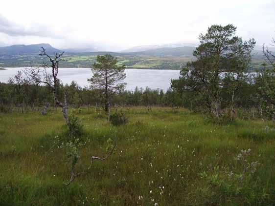 Lokaliteten omfatter et rikmyrsområde i mosaikk med gammel furuskog. Avgrenses av veien i vest. Diffus avgrensing i nord og sør mot fattigere myr og skog, kan strekke seg lengre.