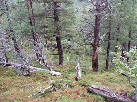 Klepsland J., Reiso S. 2008. Naturverdier for lokalitet Grana, registrert i forbindelse med prosjekt Bekkekløfter 2007, S-Trøndelag. NaRIN faktaark. BioFokus, NINA, Miljøfaglig utredning. Kålås, J. A.