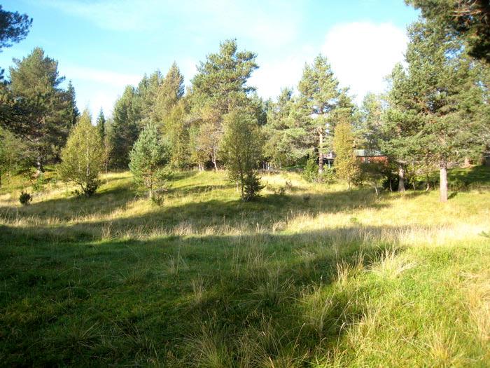 Lok. nr. 12 Gravaksellykkja vest 163510012 Svært viktig A Naturtyperegistreringer Naturtype: Utforming: Mosaikk: Feltsjekk: Naturbeitemark (D04) Frisk fattigeng 10.09.