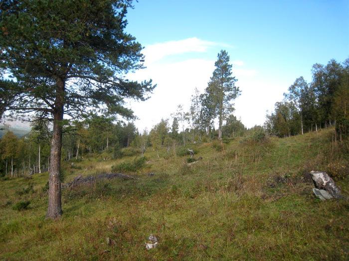 Lok. nr. 16 Gravakselan øst 163510016 Viktig B Naturtyperegistreringer Naturtype: Naturbeitemark Utforming: Mosaikk: Totalt 1 naturtype(r) registrert: Naturbeitemark D04 - (60%). Feltsjekk: 10.09.