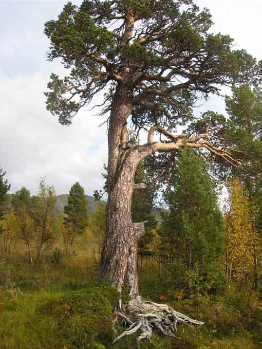 Figur 1.1 Grov og gammel furu nær seterveien på sørsiden av Granasjøen.