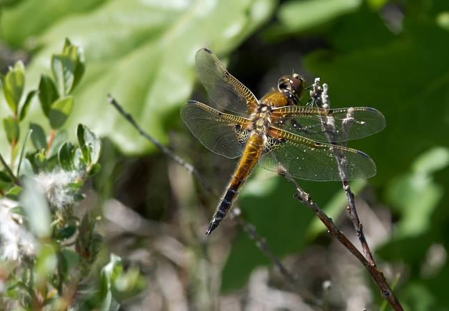 4.2.2 Insekter Sandstrendene og sanddynene på Lomsesanden og Einarsneset er typiske hotspot-habitater for mange spesialiserte insekter.