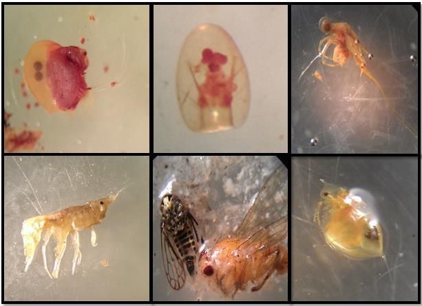 Figur 10. Plankton og insekter funnet i håvtrekk og i ørretmager fra prøvefisket i Sikkilsdalsvatna 2013.