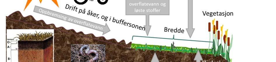 Gjødsling og sprøyting av buffersoner skal normalt ikke forekomme, og vi har heller ikke lykkes i å finne noen dokumentasjon på om forsiktig nitrogen gjødsling vil øke planteproduksjon, og derav