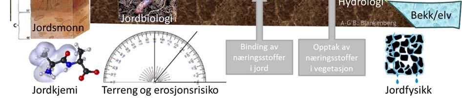 Det kan foreløpig se ut som om redusert gjødsling i sonene har medført at fosforinnholdet er høyere inne på åkeren enn i buffersonene, men vi har ikke funnet dokumentasjon på