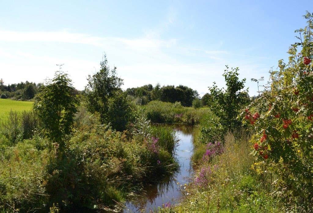 Figur 15. Busker og trær langs elver og bekker kan ha stort biomangfold og være levested for en rekke ulike insekter, fugler, amfibier og små pattedyr (Foto: A G. B. Blankenberg).