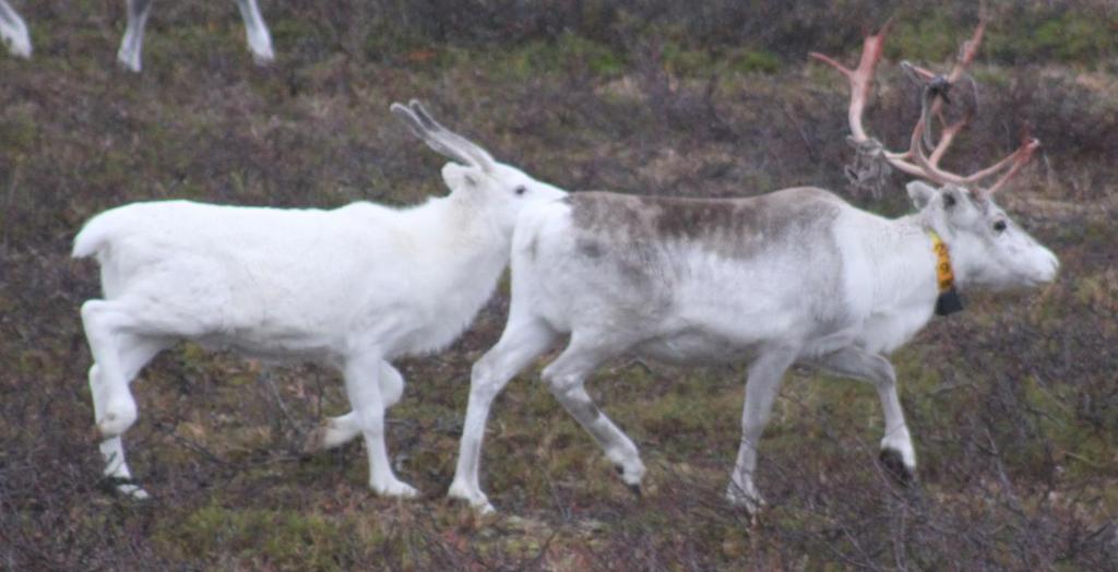 0 0 0 0 0 0 2 4 4 5 16 28 Resultater Dokumentasjon av tap og tapsforebyggende tiltak Reinbeitedistrikt 22 Fiettar, Vest-Finnmark reinbeiteområde, Fielbmajohka siida har hatt 100 e-bjeller der NIBIO