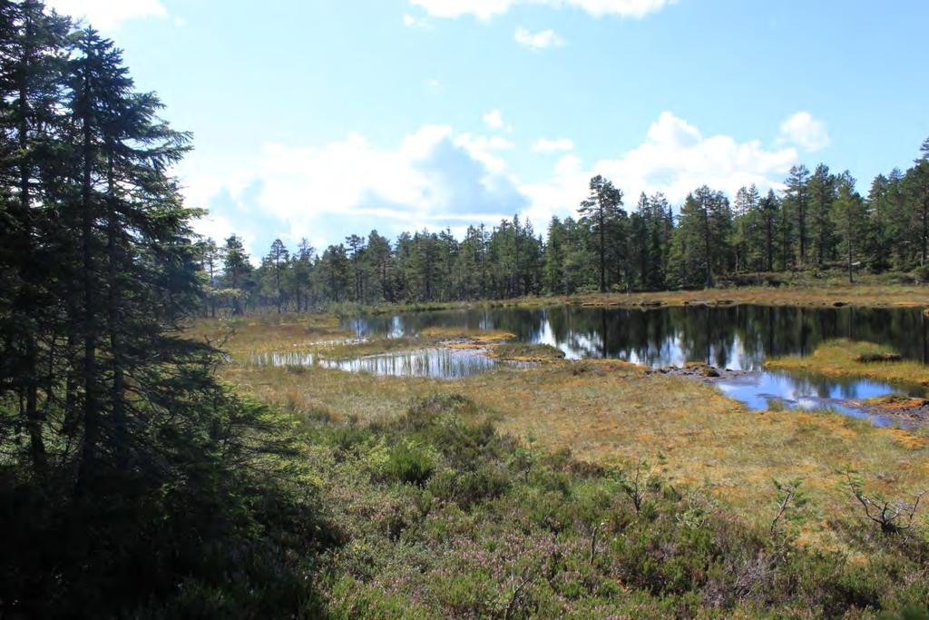 Foto: Frode Løset, Sweco Norge AS Naturtype