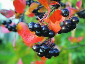 14 3. Innledning 3.1 Svartsurbær Aronia melanocarpa Aronia melanocarpa eller svartsurbær som den heter på norsk har opphav fra Nord Amerika, hvor den ble kultivert som prydbusk.