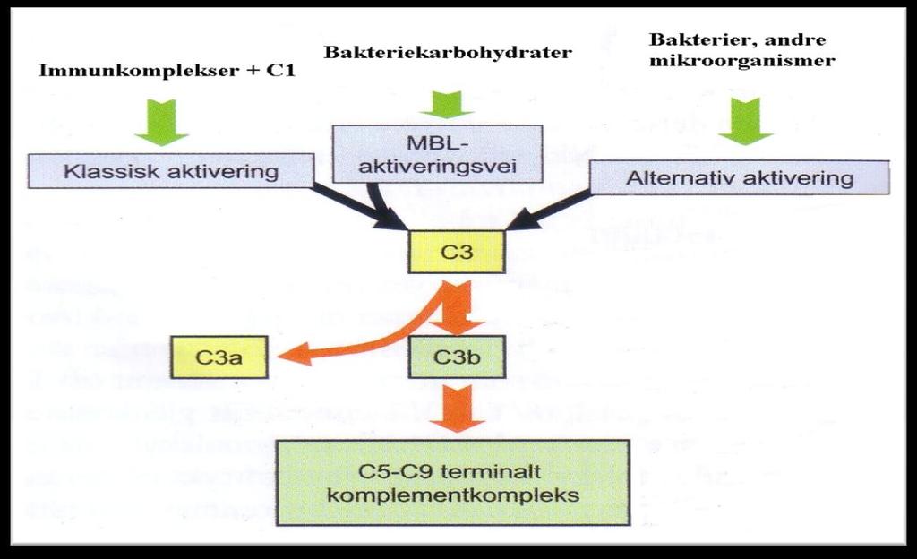21 Figur 3.2: Komplementsystemet kan aktivere via tre veier: Klassisk aktiveringsvei, lektin aktiveringsvei og alternativ aktiveringsvei (Bogen & Munthe, 2007). 1.