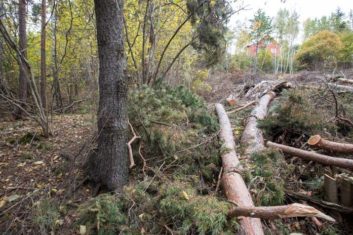 Oversatt til NIN-systemet (Naturtyper i Norge) vil det undersøkte området falle inn under lågurt-lyngfurukalkskog som også står som nær truet (NT) i rødlista for naturtyper (Lindgaard og Henriksen