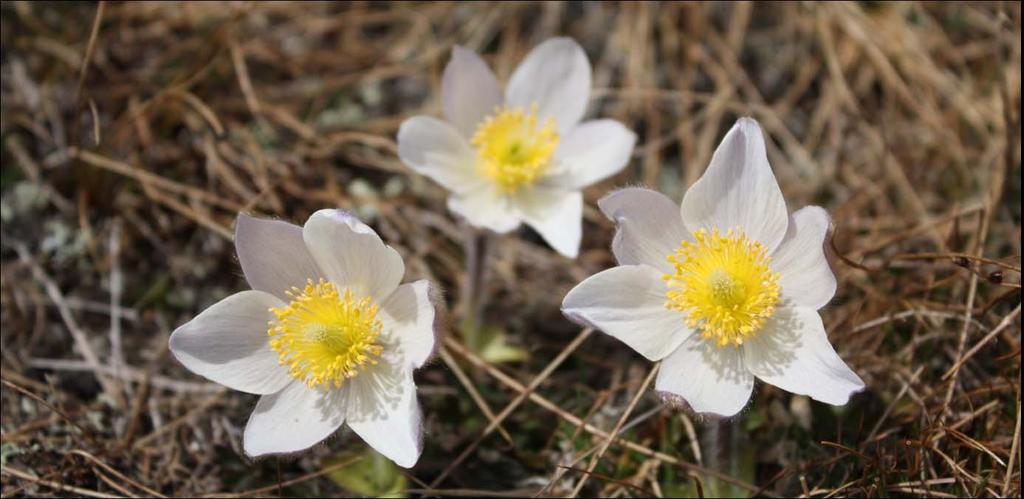 Naturmangfaldet i den regionale