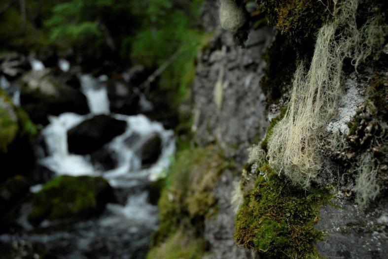 Hvorfor fokus på lav? Norge har en artsrik lavflora i europeisk sammenheng. Et stort antall fuktighetskrevende arter er en av årsakene til dette.