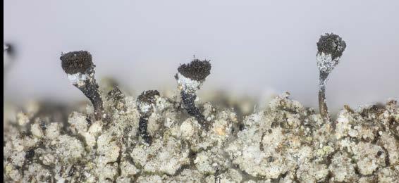 Foto: Kim Abel Løvtrær i fuktige bekkekløfter er egnet substrat for flere sjeldne moser og lav. Her flatragg Ramalina sinensis på gråor.