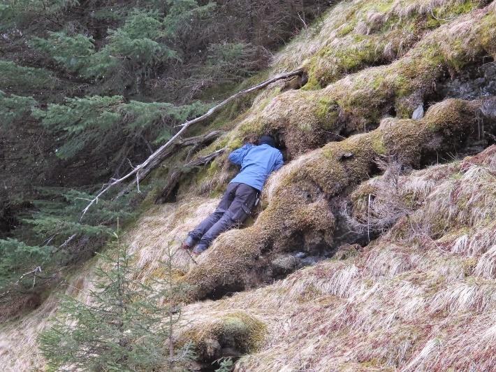 Foto: Torbjørn Høitomt Flokekrypmose Hygroamblystegium varium vokser på steiner i elver og bekker, særlig i lavlandet Østafjells.