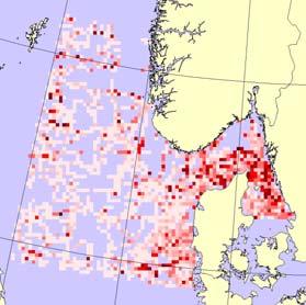 Plansje 8: Gråmåke Larus