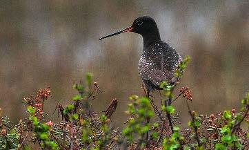 lappspover på de store mudderfjærene i fjordene i Finnmark. Slike flokker er vanligst i Varanger og Porsanger, men treffes av og til helt sør til Spåkenes i Nordreisa.