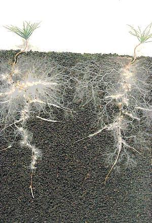 WOOD WIDE WEB Radioaktivt merket karbon beveger seg mellom plantene gjennom hyfene (Foto: http://www.