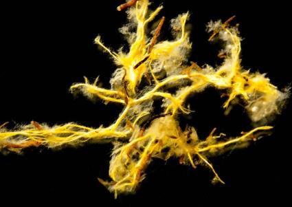 MYKORRHIZA - EVOLUSJON Mykorrhiza oppsto samtidig med at planter koloniserte land for ca 400 millioner år siden som en