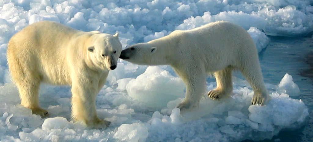 110 RAPPORT FRA OVERVÅKINGSGRUPPEN 2014 Forurensning i isbjørn Det er sterk mistanke om at de miljøgiftnivåene som måles i isbjørn har effekter på isbjørnens helse.