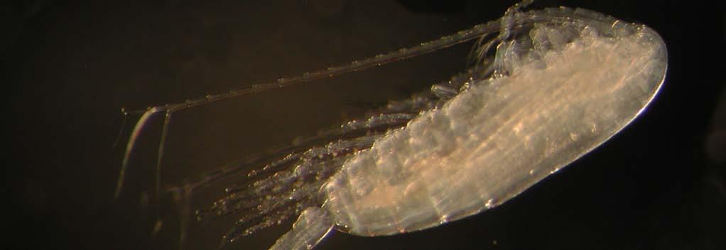 Dyreplankton Artssammensetning av dyreplankton i Barentshavet Foto: Cecilie Broms. Bildet viser Calanus finmarchicus, som er den mindre fetteren til Calanus hyperboreus.