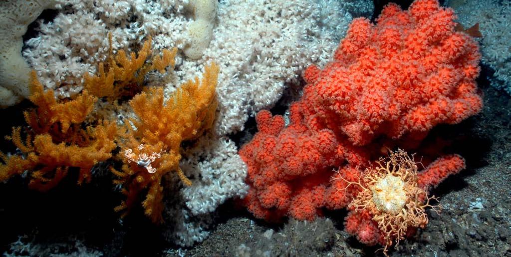 58 RAPPORT FRA OVERVÅKINGSGRUPPEN 2014 Utbredelse av korallrev, hornkoraller og svamper Koraller og svamp er viktige naturressurser. Her finner et stort mangfold av arter skjulested eller mat.