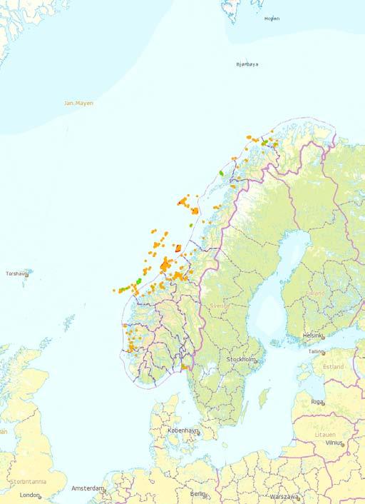 no Fakta om korallrev, hornkoraller og svamper Korallrev i norske farvann dannes av øyekorall (Lophelia pertusa), som tilhører steinkorallene (Scleractinia).