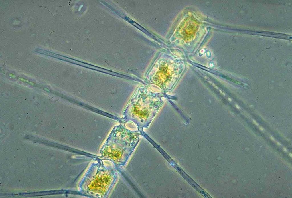 RAPPORT FRA OVERVÅKINGSGRUPPEN 2014 7 1.1 Klima, oseanografi og plankton Isutbredelsen i Barentshavet varierer sterkt med sesongen, vanligvis med maksimal utbredelse i april og minimal i september.