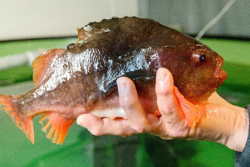 Foto: Nofima Renhold i merder påvirkning på effekt av rensefisk Effektiviteten til rensefisk generelt øker når merdene er godt rengjorte, og når rengjøringen følges opp jevnlig.