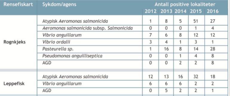 Tabell 7 Påvisning og utvalgte sykdommer/agens hos oppdrettet og villfanget rensefisk 2012-2016 (Hjeltnes et al., 2017).