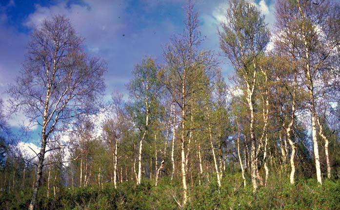 Fjellbjørkmåler (Epirrita autumnata) Masseangrep av fjellbjørkmåler forekommer hvert 8-10. år. Foto: Skogforsk.