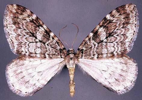 Forvingene har grå, bølgete tverrlinjer, mens bakvingene er hvitaktige. Vingespennet er 25-40 mm. Utviklingstiden er 1 år.