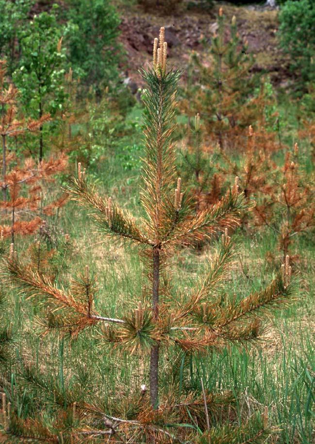 Ekte furuskyttesopp (Lophodermium seditiosum) Ekte furuskyttesopp Er vanlig i furuforyngelser i Sør-Norge, og svært vanlig i planteskoler i hele landet.