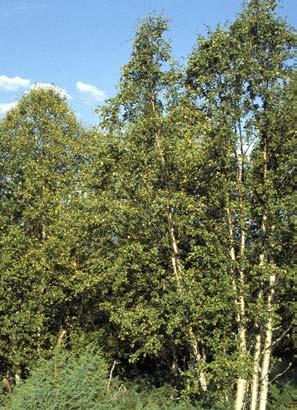 Om høsten dannes teleutohoper, mørkebrune skorper på undersiden av bladene. Bjørkebladene blir gule allerede på ettersommeren. De faller av tidligere enn ved normalt bladfall.