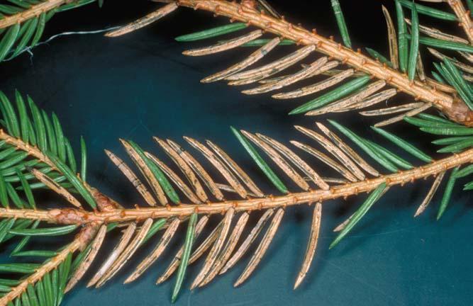 Granbarstripesopp (Lirula macrospora) Granbarstripesopp. (AAD) Granbarstripesopp Er vanlig i granskog i hele landet. Angriper mange forskjellige granarter hovedsaklig i 10-40-årsalderen.