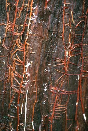 Etter hvert som soppen dreper rotsystemet kan en finne hvite mycelflak (soppflak) mellom barken og veden. Det er ofte sterk kvaeutflod i rothalsen.