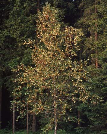 Unge trær på plantefelt og eldre trær som er eksponert for sol og vind, rammes hardest. Er vanligst på gran og bjørk, men forekommer også på furu på svært tørr og grunn jord.