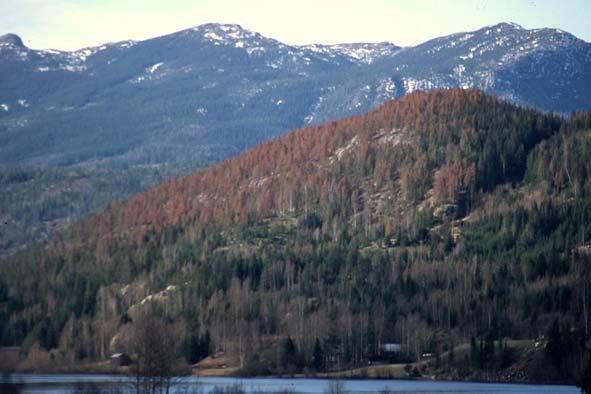 Frostbelter kan observeres som brunfargete, horisontale belter av forskjellig omfang i skogliene om våren når trærne har begynt avherdingen.