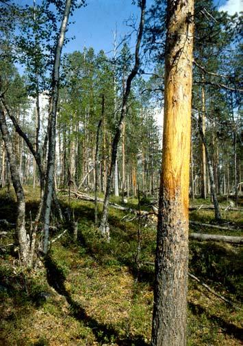 3 Hjortedyr Elgen (Alces alces) er utbred i skogstrakter over hele landet, unntatt i enkelte kommuner på Vestlandet, i Lofoten og på kysten av Troms og Finnmark.
