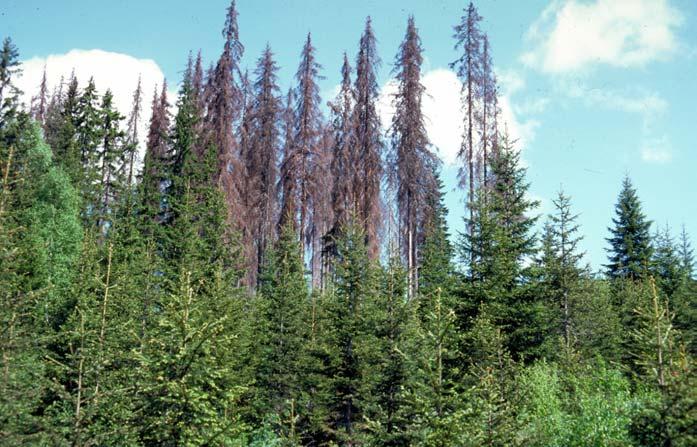 Granbarkbille (Ips typographus) Granbarkbillen er i stand til å drepe trær i enormt antall når det er utbrudd. Foto: Skogforsk.
