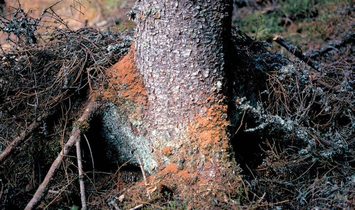 Granbarkbillen er det mest skadelige insektet på eldre skog i Norge, fordi den er i stand til å drepe friske trær i enormt antall når den har utbrudd.