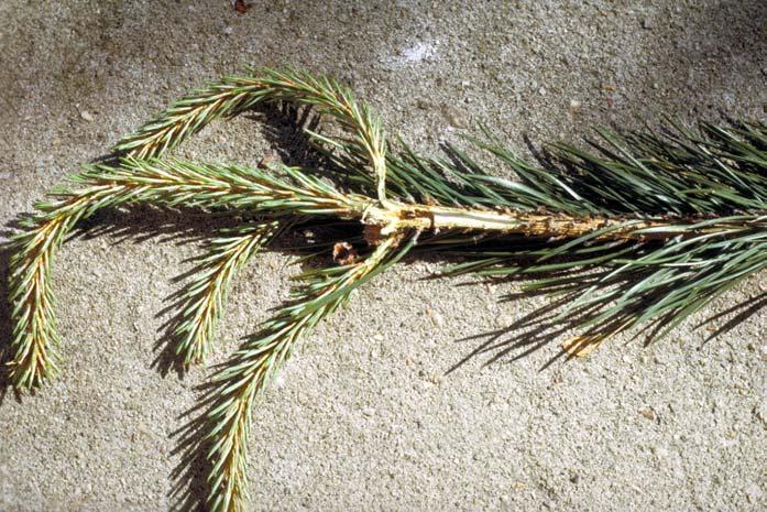 Etter å ha forlatt mortreet foretar liten margborer et næringsgnag i årets eller fjorårets skudd. Foto: Skogforsk.