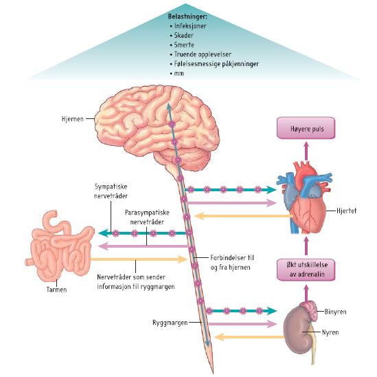 Figur 1. Det autonome nervesystemet og stressresponsen. Forenklet skisse av stressresponsen.