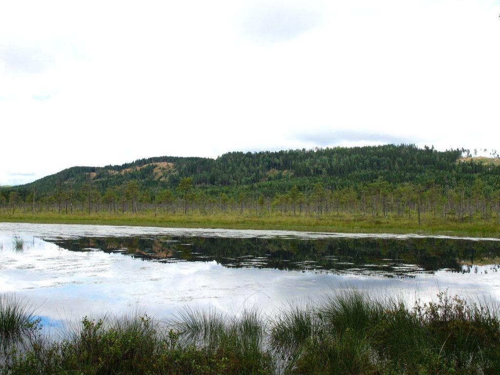 Bilder fra området Rogberget