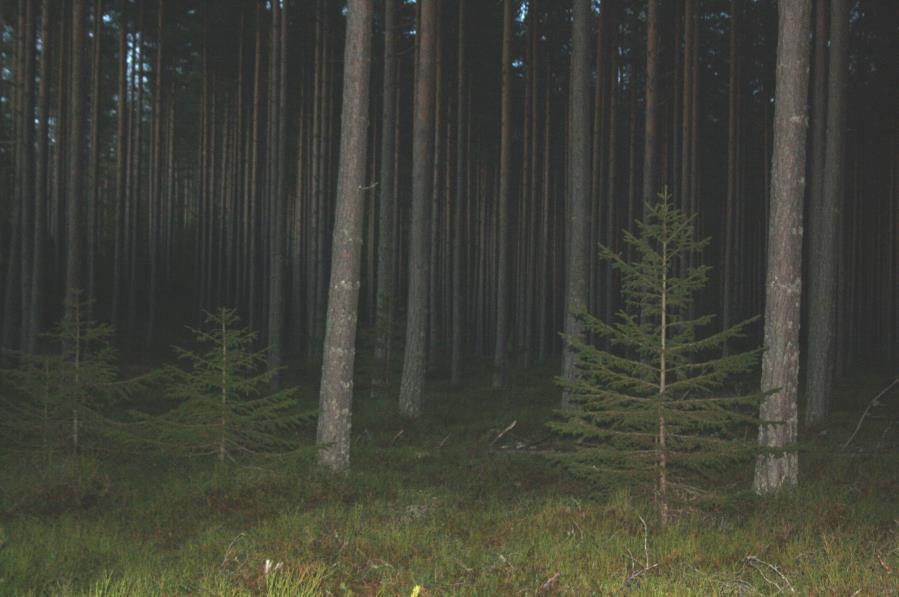 Naturtyper og utforminger: Hovednaturtypen er barskog F med innslag av ren granskog i ulike varianter, furuskog og barblandingsskog.