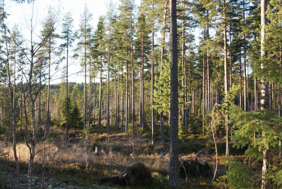 Skogen er i hevd og skjøttet som kulturskog med dominerende hogstklasser i 3 og 4. Gammelskogelementer forekommer kun sparsomt.