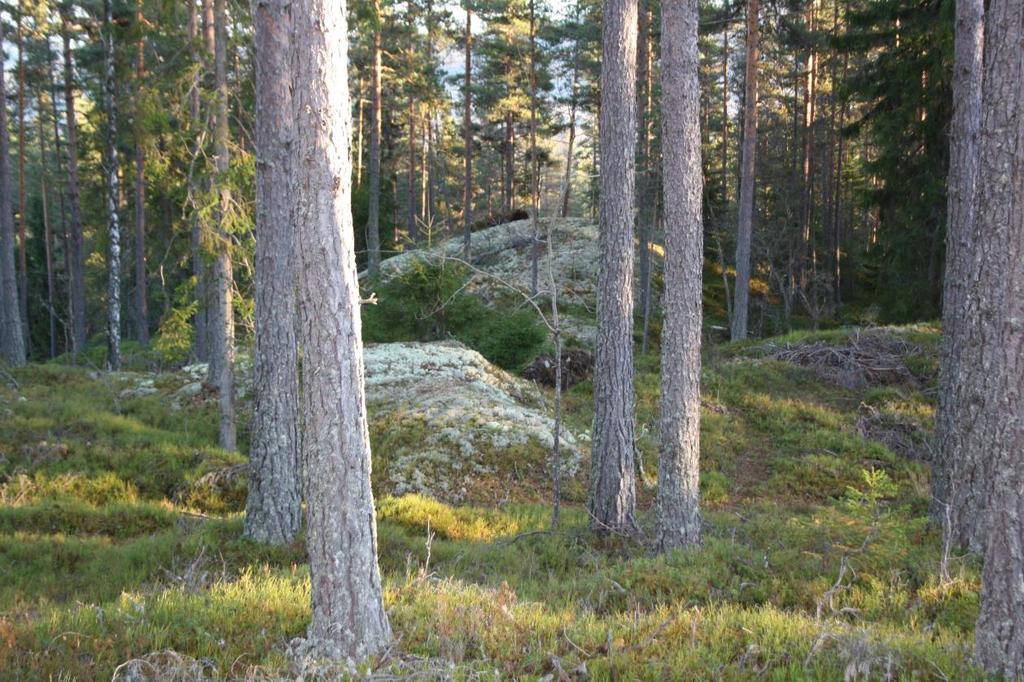 fukt- og næringstilgang.