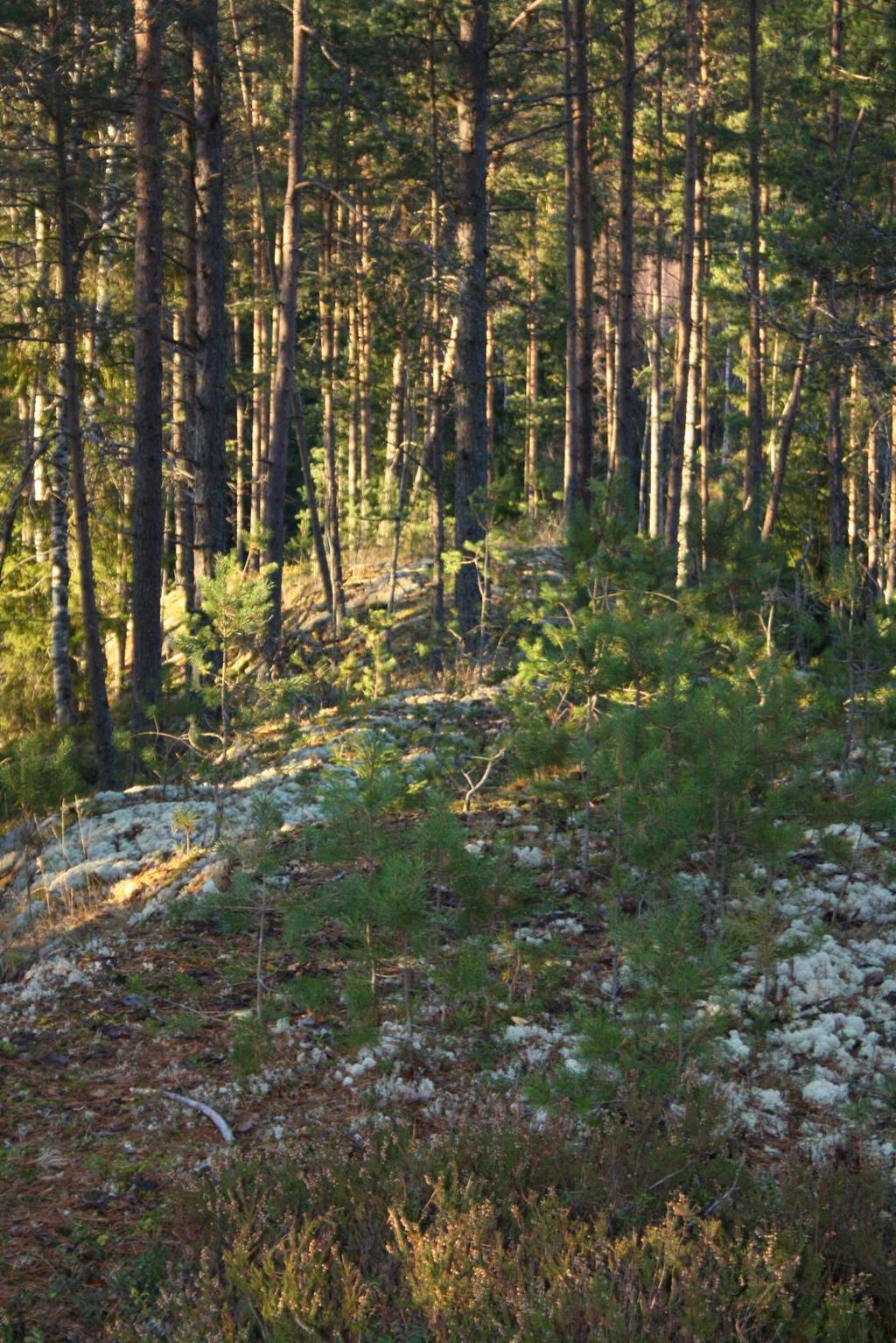 Sparstad Støl og