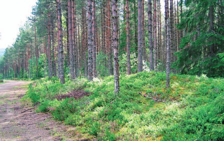 overflaten, og kanskje er selve graven også skadet Foto: May-Liss Bøe